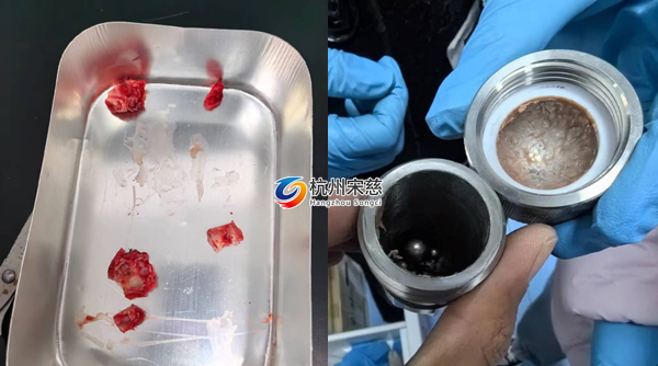 宋慈多樣品組織研磨儀顯神威|大鼠頭骨RNA提取輕松搞定！